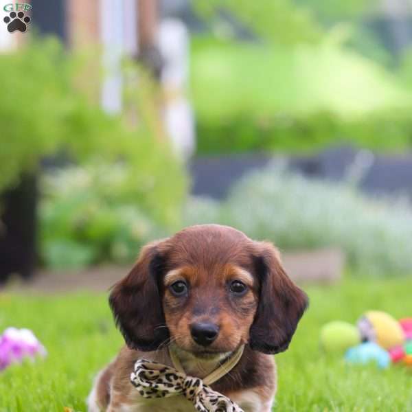 Tony, Dachshund Puppy